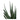 Aloe Vera - Grøn