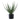 Aloe Vera - Grøn
