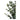 Eukalyptus Træ - Grøn