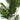 Areca Palme - Grøn